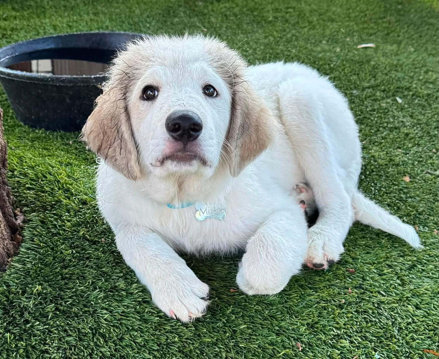 Georgie, a ADOPTABLE mixed breed in Southlake, TX image 6/6