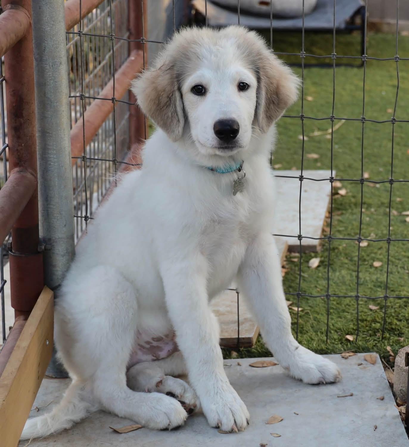 Georgie, a ADOPTABLE mixed breed in Southlake, TX image 4/6