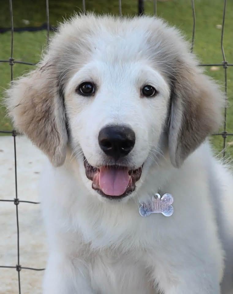 Georgie, ADOPTABLE, Young Male Great Pyrenees.