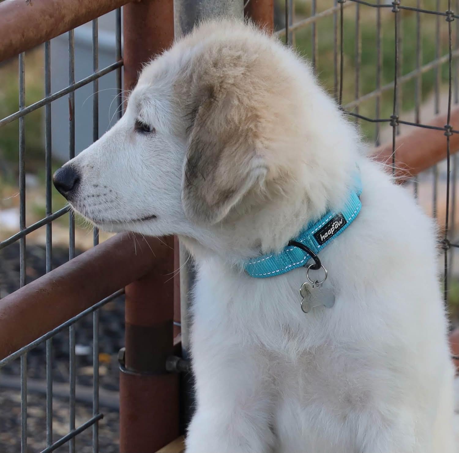 Georgie, a ADOPTABLE mixed breed in Southlake, TX image 5/6