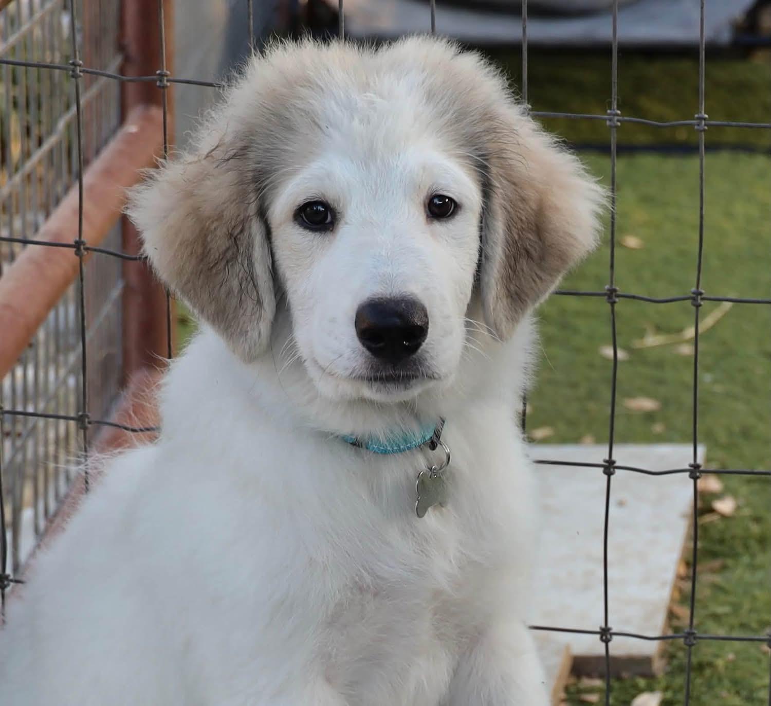 Georgie, a ADOPTABLE mixed breed in Southlake, TX image 2/6