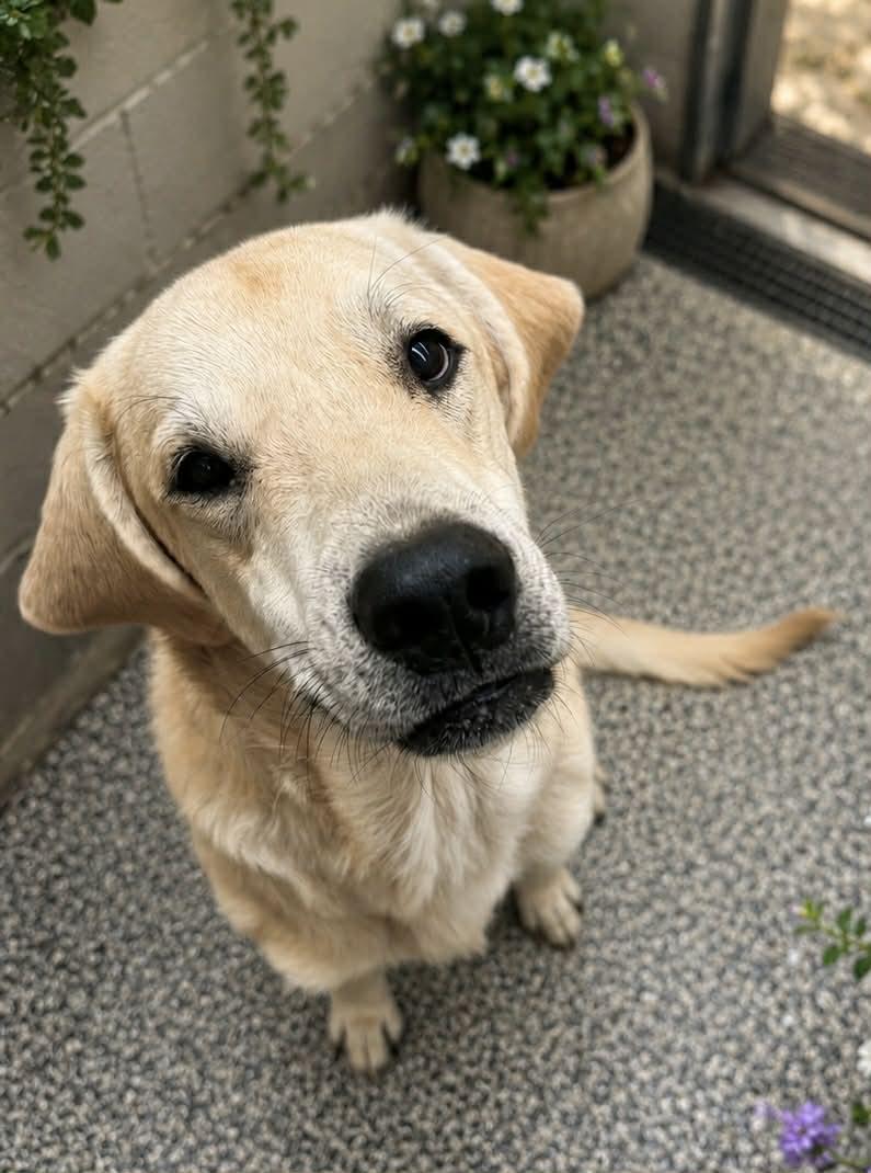Enlarge Quentin, a ADOPTABLE mixed breed in Bowie, TX image 1/1