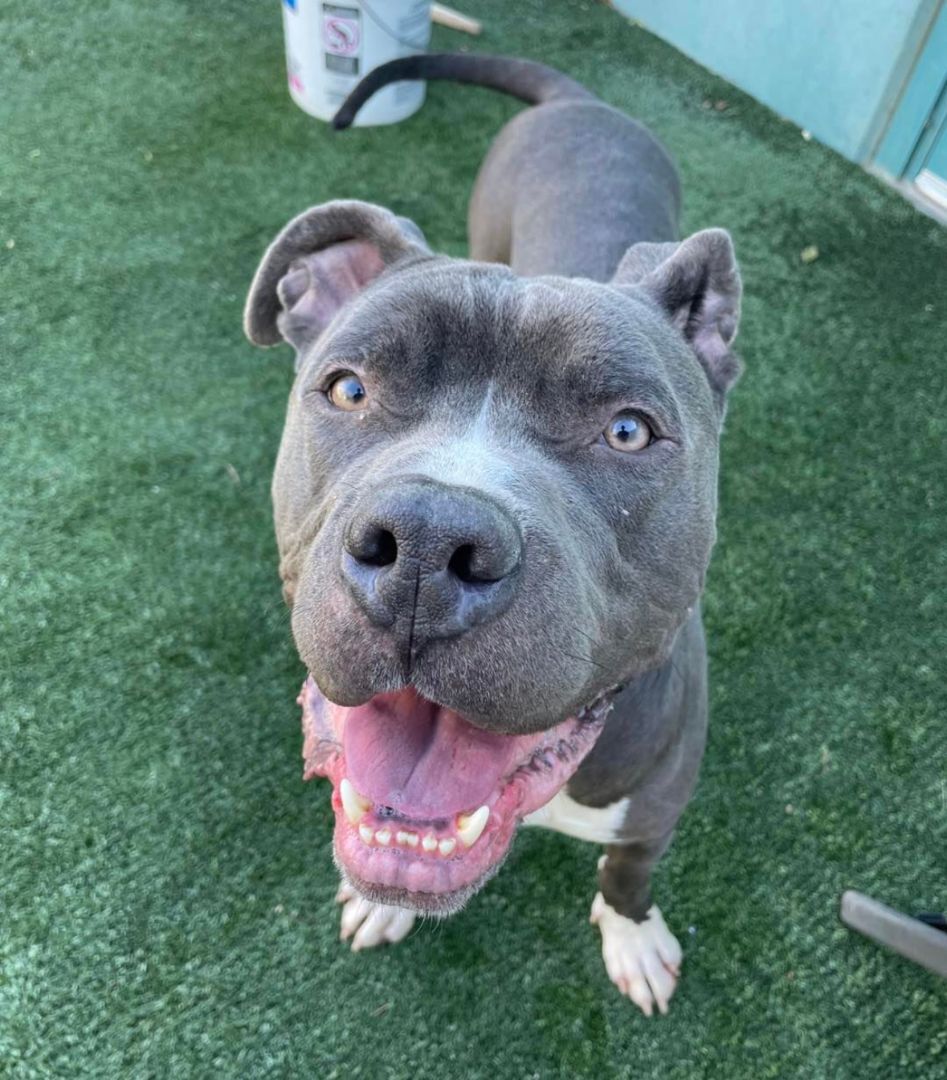 Lorenzo, an adoptable Pit Bull Terrier in woodland hills, CA, 91364 | Photo Image 1