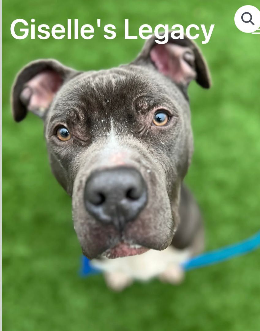Lorenzo, an adoptable Pit Bull Terrier in woodland hills, CA, 91364 | Photo Image 3