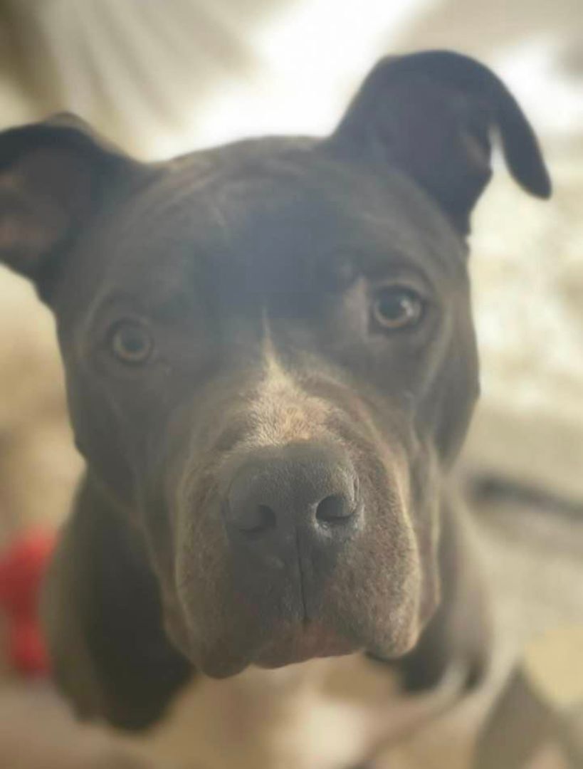 Lorenzo, an adoptable Pit Bull Terrier in woodland hills, CA, 91364 | Photo Image 4