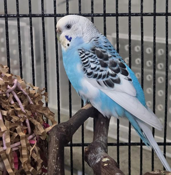 Pip, Adoptable, Adult Female Budgie / Budgerigar.