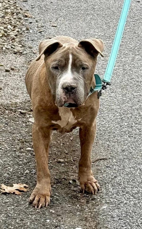 Splash, Adoptable, Senior Male Pit Bull Terrier.