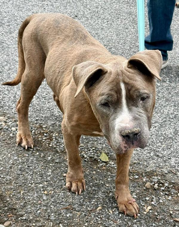 Enlarge Splash, a Adoptable mixed breed in Millersville, MD image 2/5