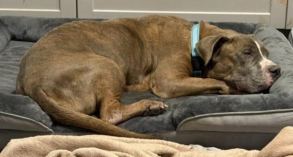 Enlarge Splash, a Adoptable mixed breed in Millersville, MD image 3/5