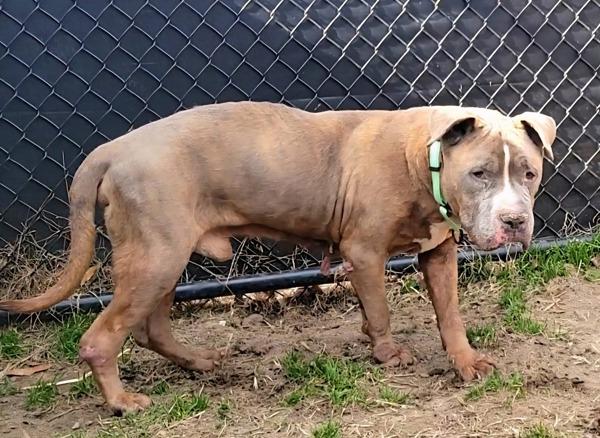 Enlarge Splash, a Adoptable mixed breed in Millersville, MD image 4/5