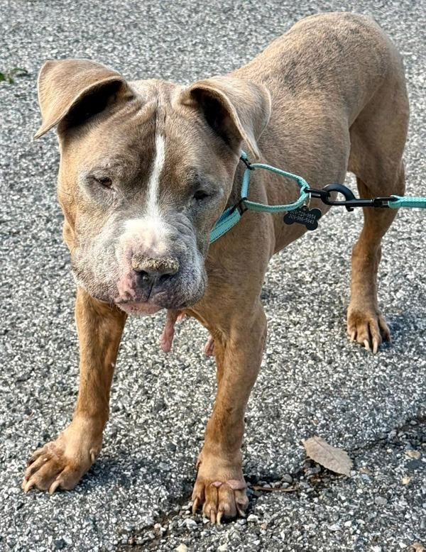 Enlarge Splash, a Adoptable mixed breed in Millersville, MD image 5/5