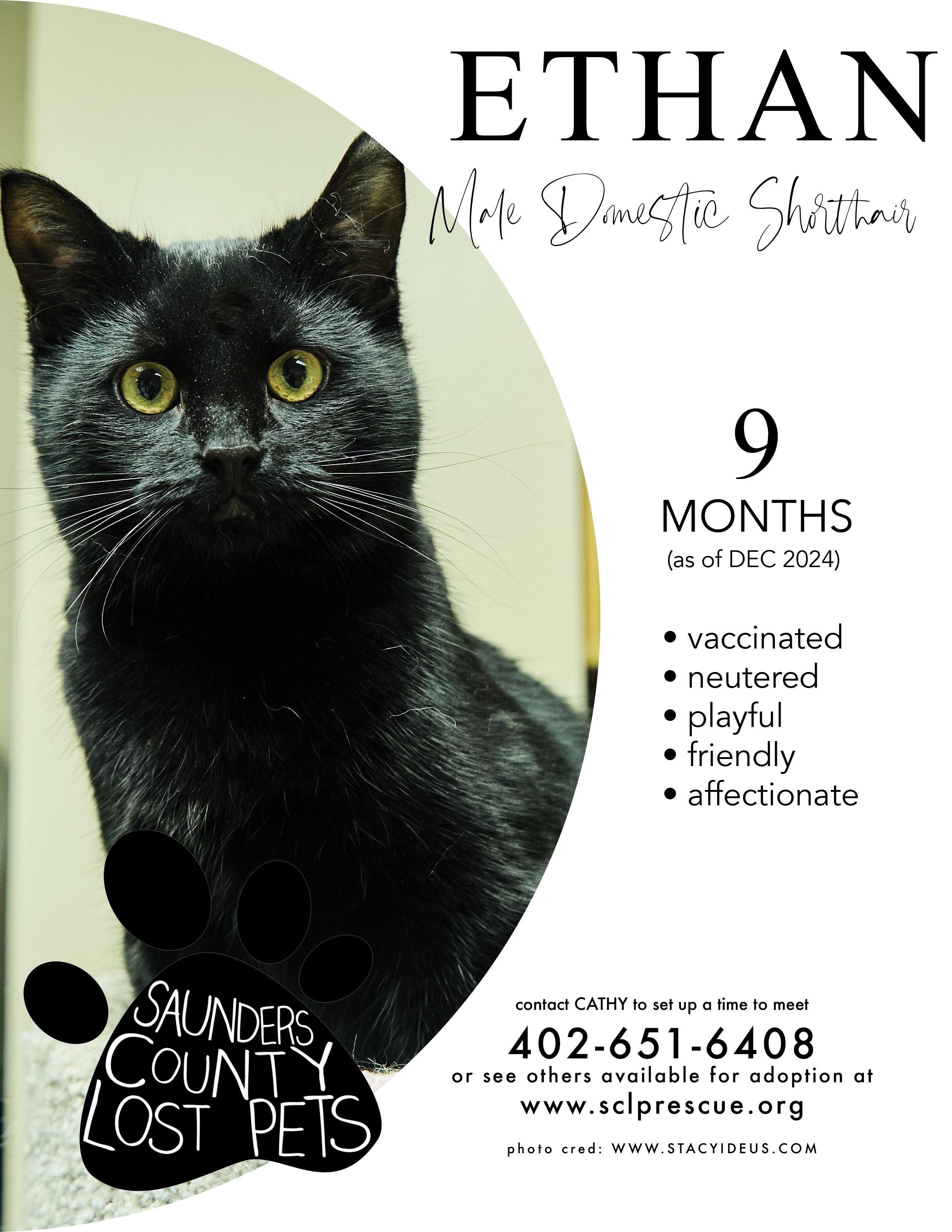 Enlarge Ethan, a Adoptable Domestic Short Hair in Wahoo, NE image 1/1