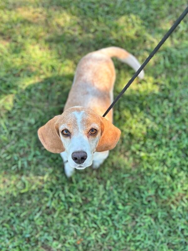 Enlarge Josephina, a Adoptable Beagle in Berkeley Heights, NJ image 1/3