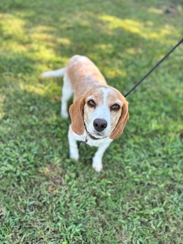 Enlarge Josephina, a Adoptable Beagle in Berkeley Heights, NJ image 2/3