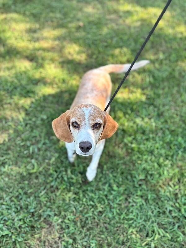 Enlarge Josephina, a Adoptable Beagle in Berkeley Heights, NJ image 3/3