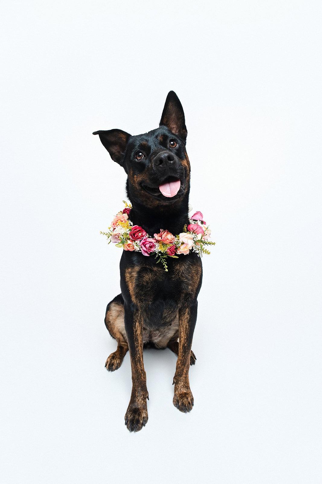 Amelia, Adopted, Young Female Shepherd.
