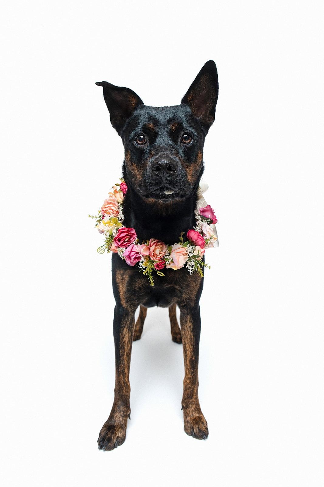 Amelia, a Adopted Shepherd in Houston, TX image 2/3