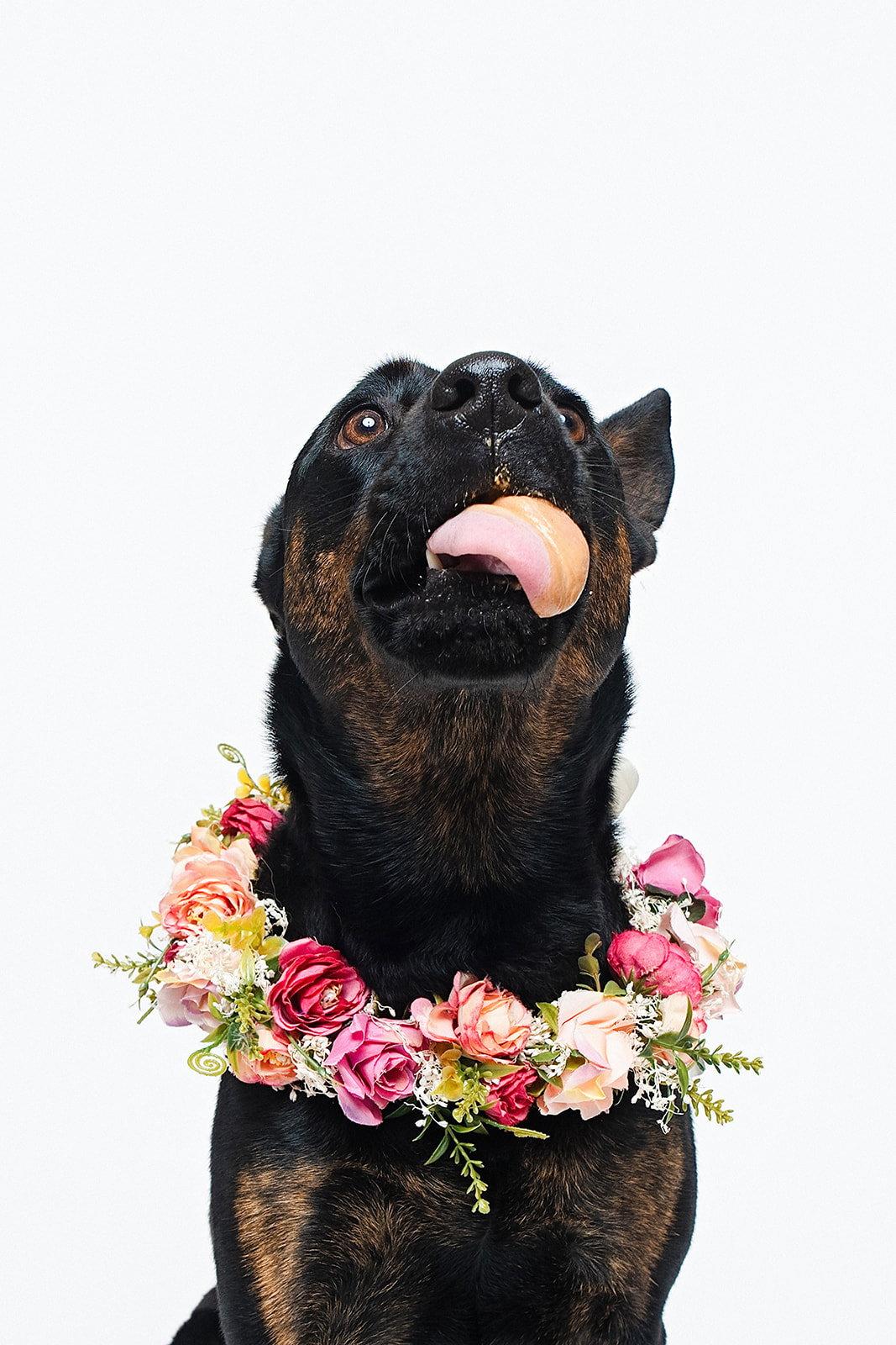 Amelia, a Adopted Shepherd in Houston, TX image 3/3
