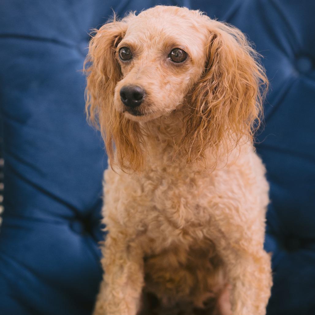 Abby, Adopted, Adult Female Miniature Poodle.