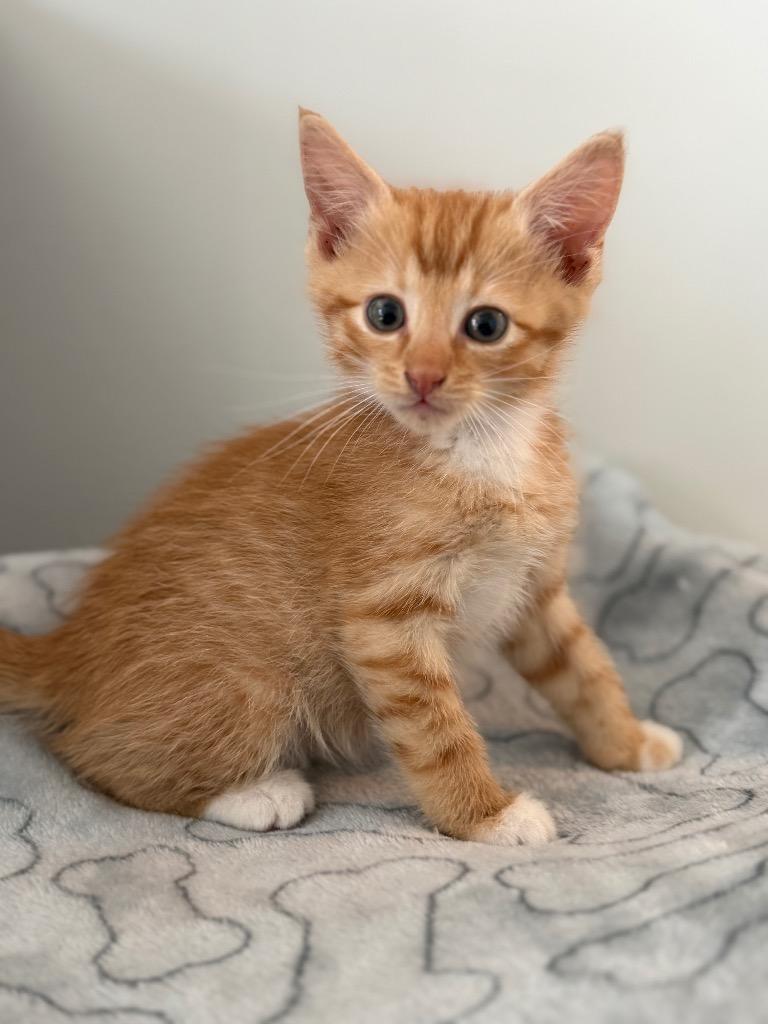 Oliver, Adoptable, Kitten Male Domestic Short Hair.