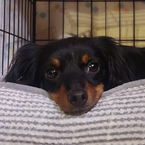 Enlarge Libby, a ADOPTABLE mixed breed in Portland, OR image 1/5