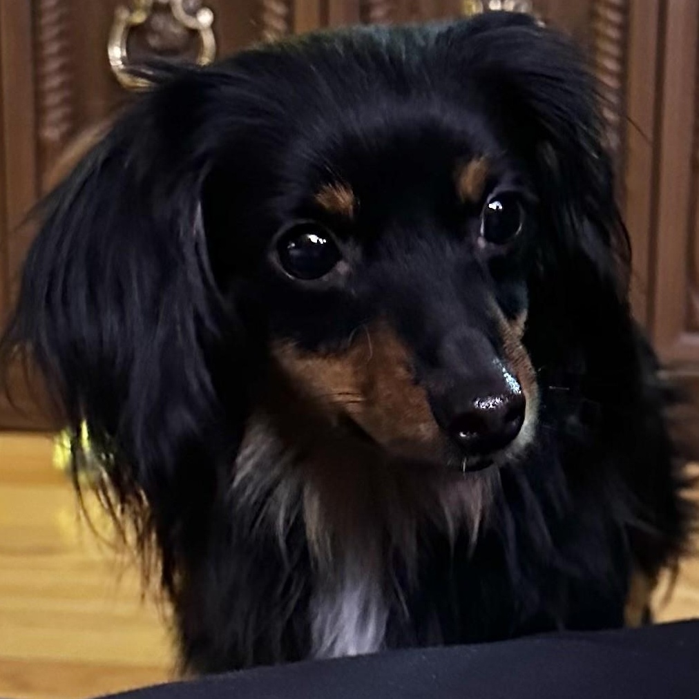 Enlarge Libby, a ADOPTABLE mixed breed in Portland, OR image 4/5