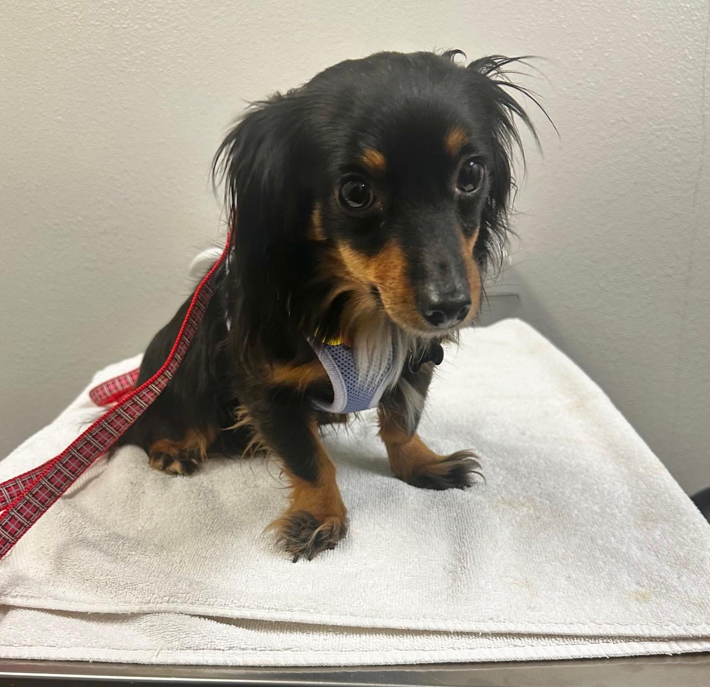 Libby — thumbnail 3