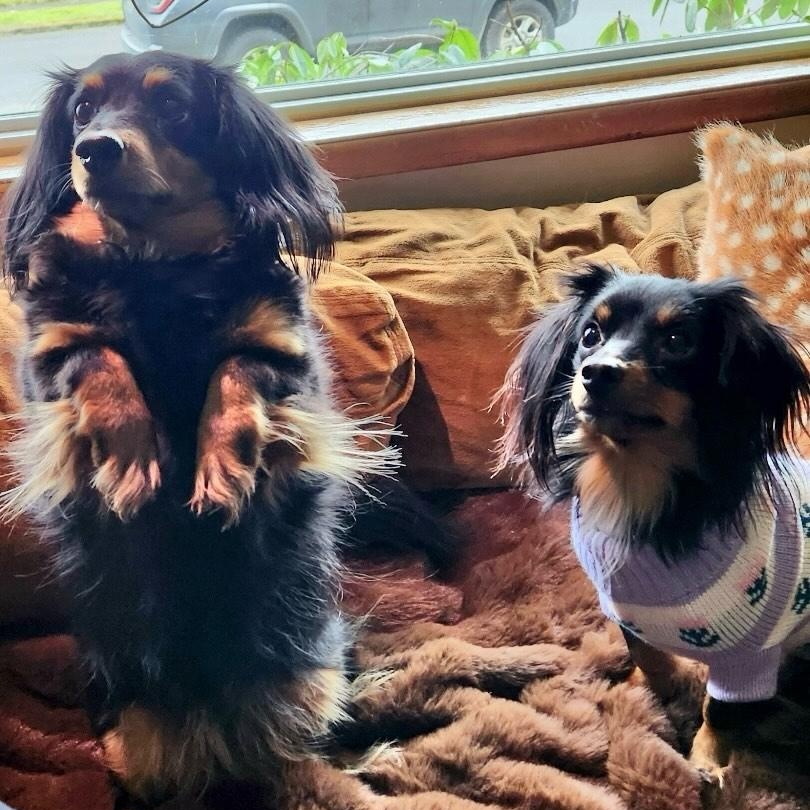 Enlarge Libby, a ADOPTABLE mixed breed in Portland, OR image 3/5