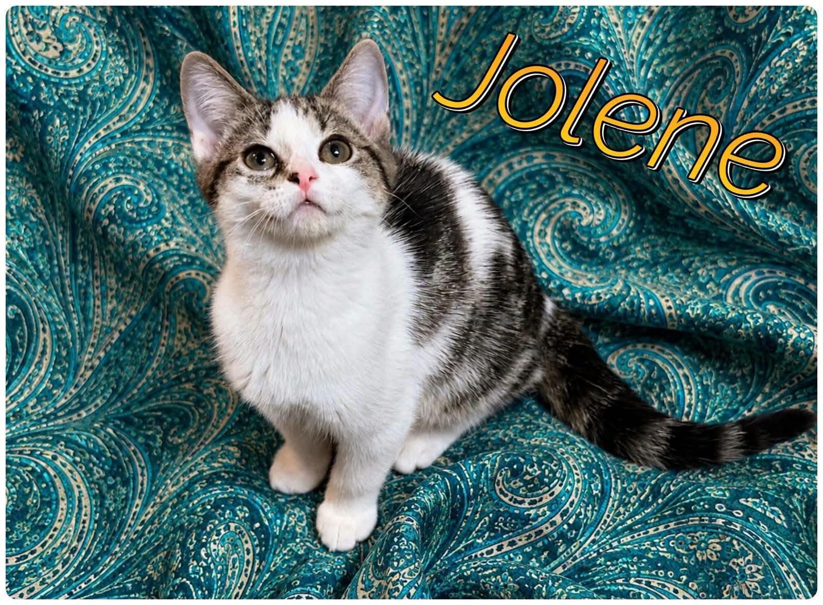 Wyatt, Boots and Jolene, Adoptable, Kitten Male Domestic Medium Hair.