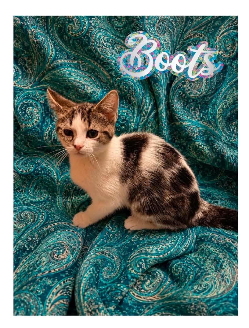 Wyatt, Boots and Jolene, a Adoptable Domestic Medium Hair in Fairmont, WV image 2/3