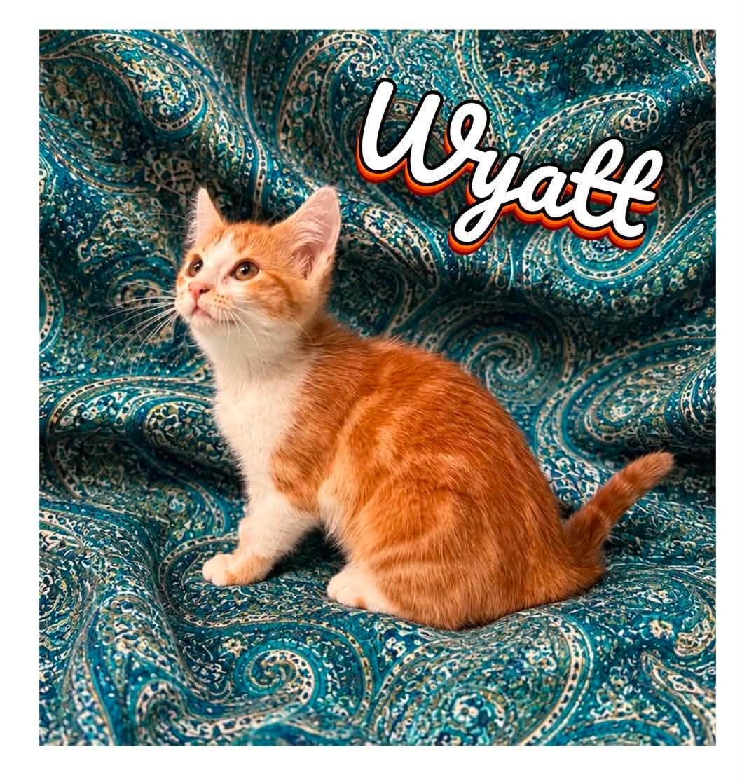 Wyatt, Boots and Jolene, a Adoptable Domestic Medium Hair in Fairmont, WV image 3/3