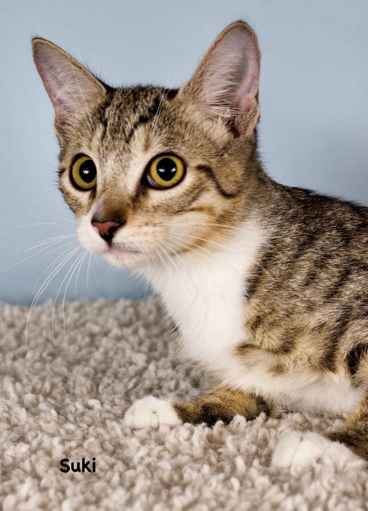 Suki, Adoptable, Kitten Female Domestic Short Hair.