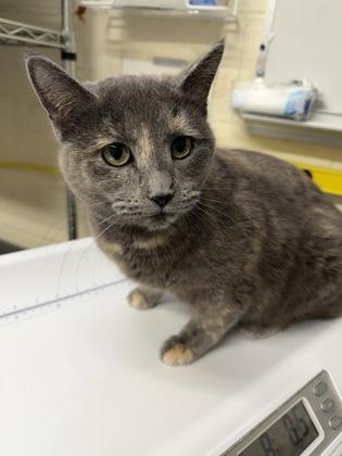 Kipling @ Petsmart — thumbnail 2