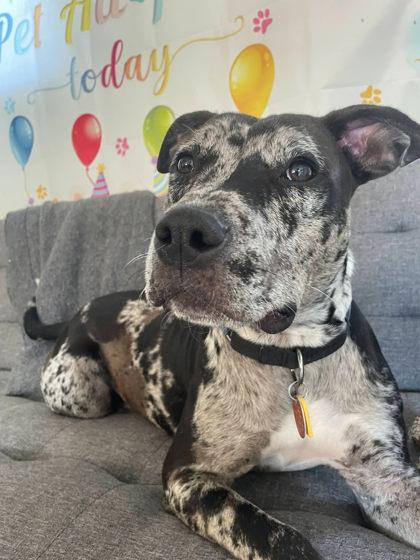 Angelica, Adoptable, Adult Female Terrier & Mixed Breed.