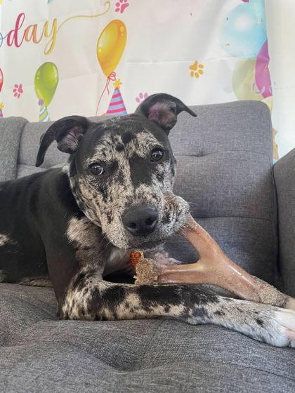 Angelica, a Adoptable mixed breed in South Bend, IN image 2/3