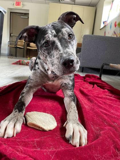 Angelica, a Adoptable mixed breed in South Bend, IN image 3/3
