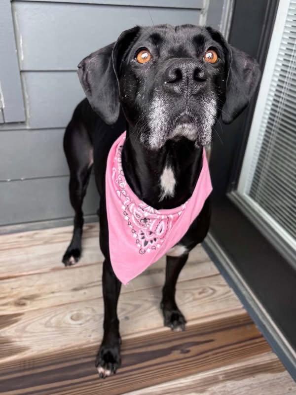 Roma, Adoptable, Young Female Hound & Labrador Retriever.