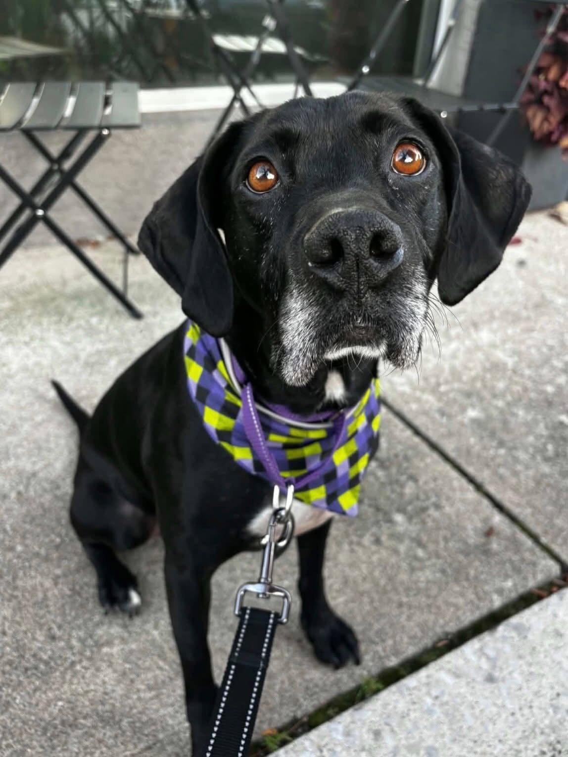 Enlarge Roma, a Adoptable mixed breed in Powell, OH image 2/3