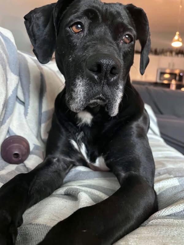 Enlarge Roma, a Adoptable mixed breed in Powell, OH image 3/3