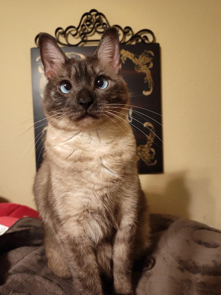 Enlarge Nova and Sasha, an adopted Siamese in Houston, TX image 2/4