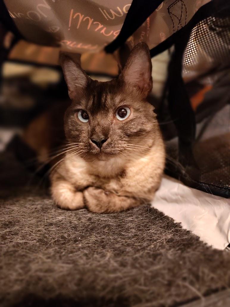 Enlarge Nova and Sasha, an adopted Siamese in Houston, TX image 4/4