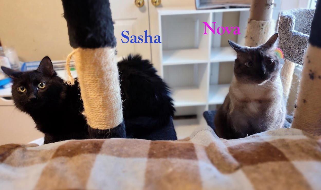 Enlarge Nova and Sasha, an adopted Siamese in Houston, TX image 3/4