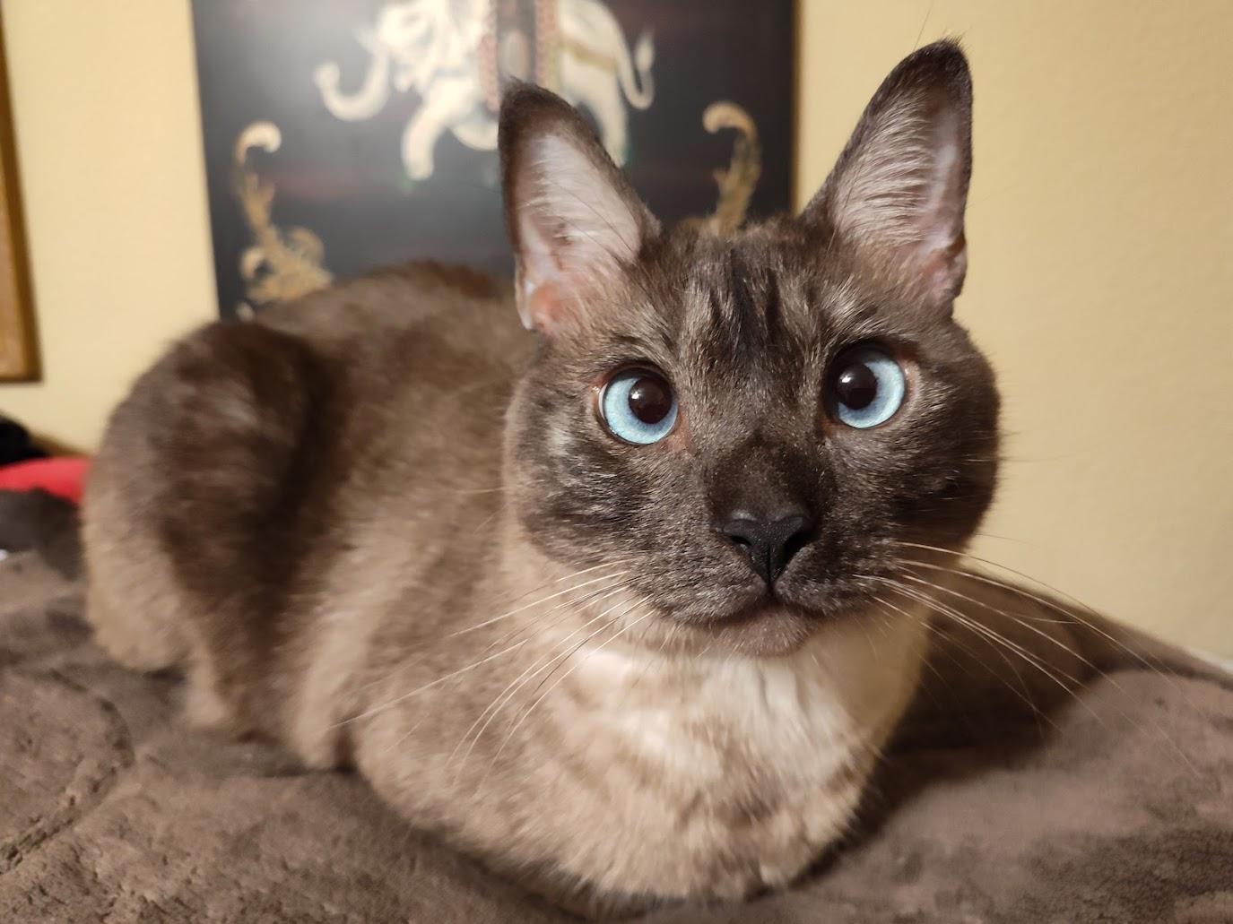 Nova and Sasha, adopted, Adult Female Siamese.