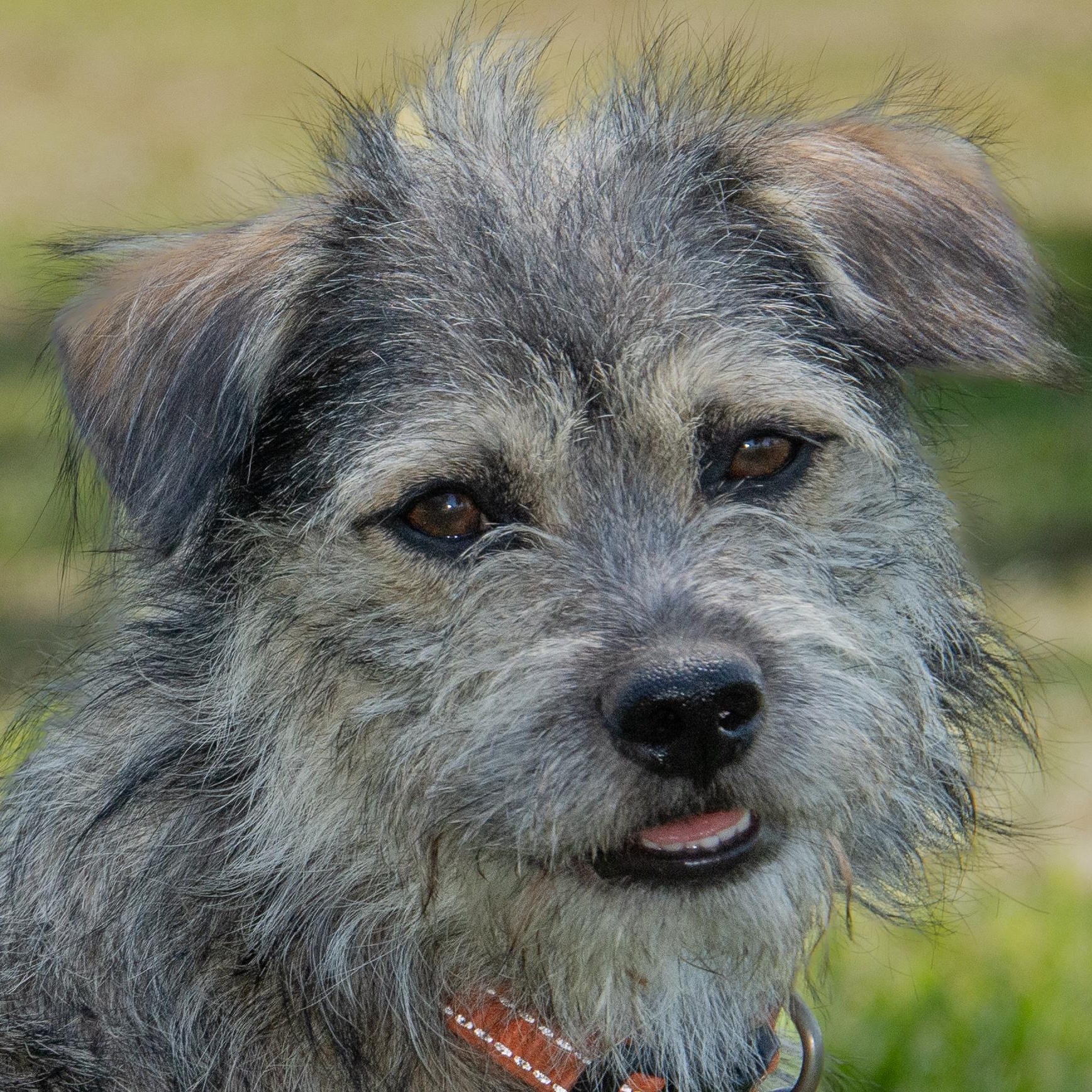 Rossi