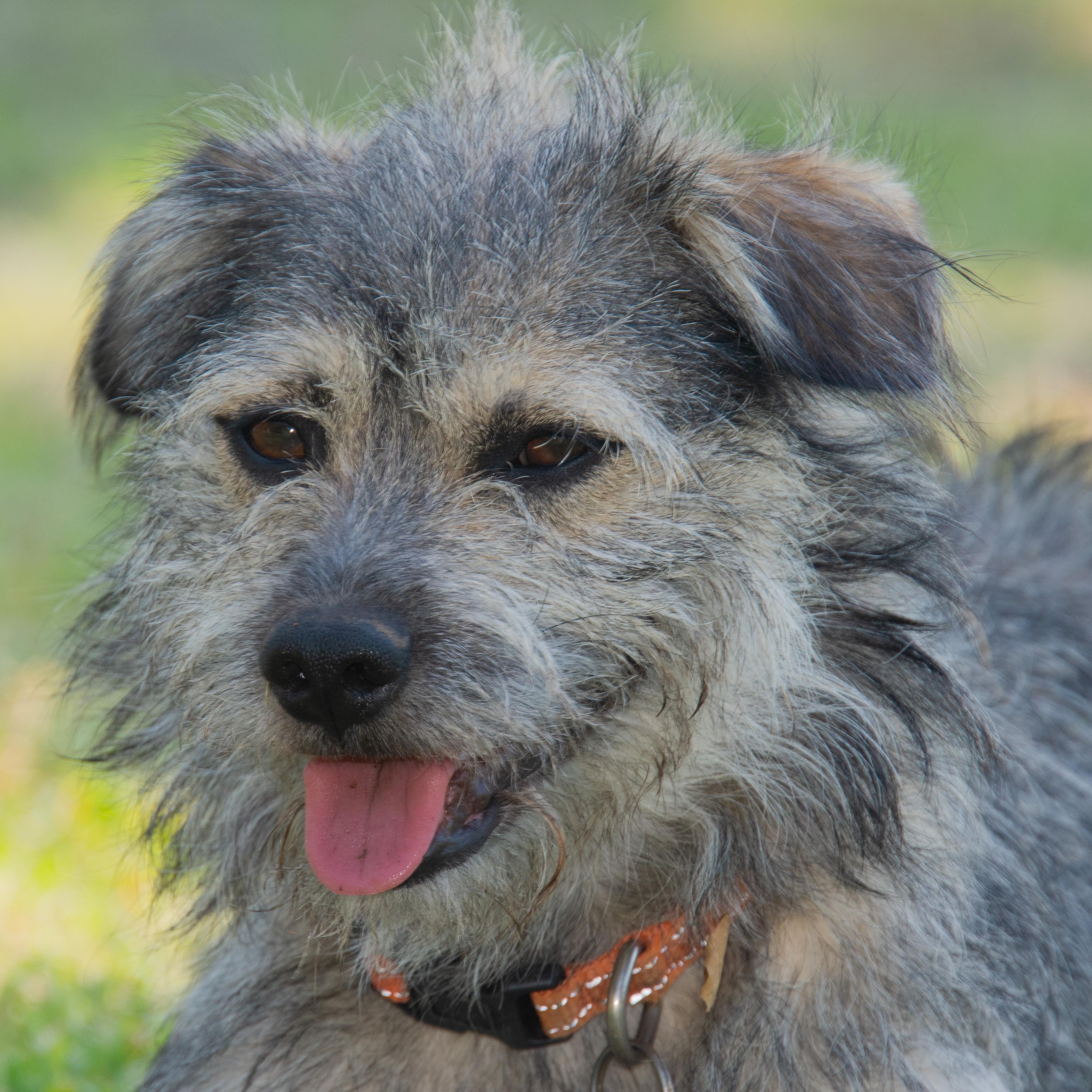 Rossi
