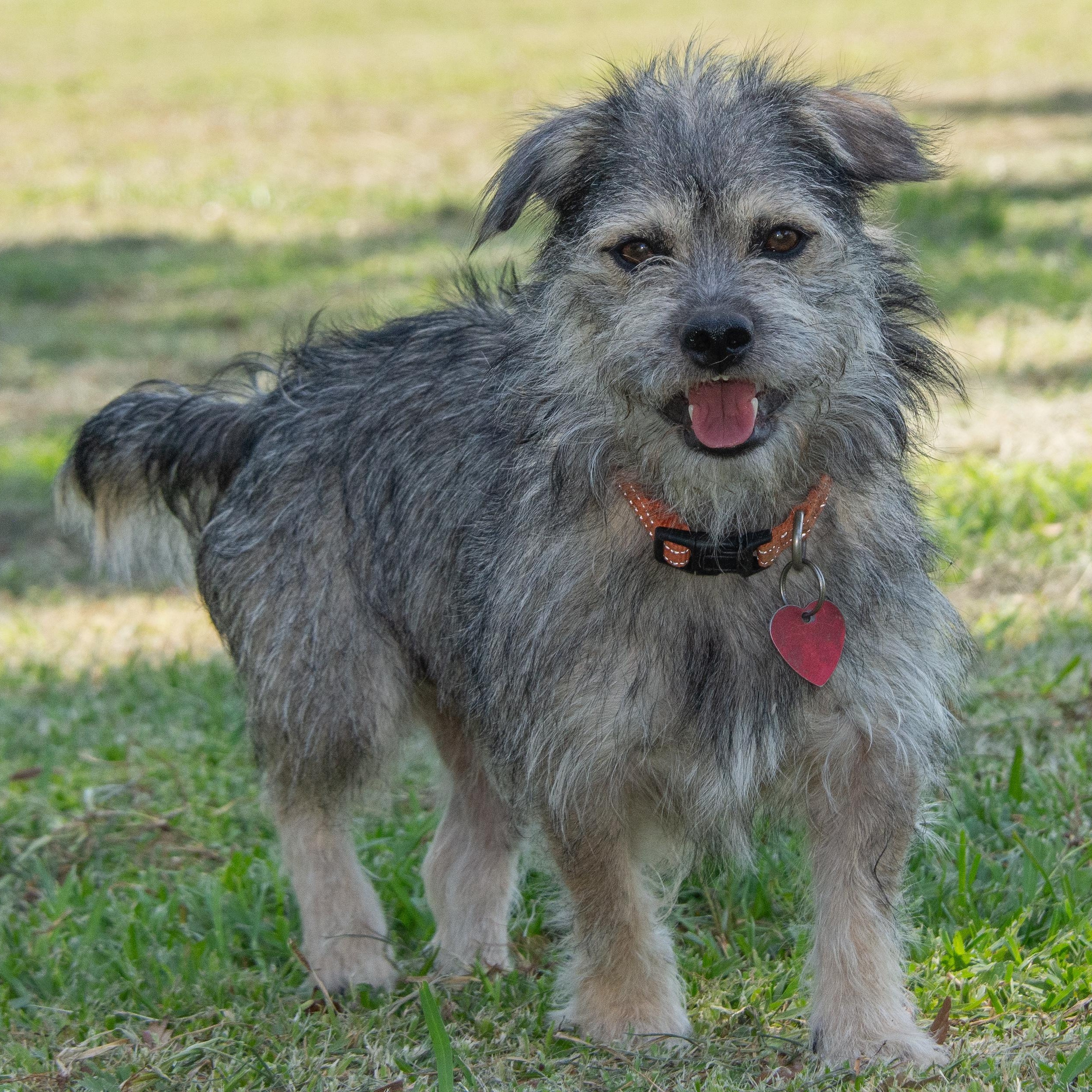 Rossi