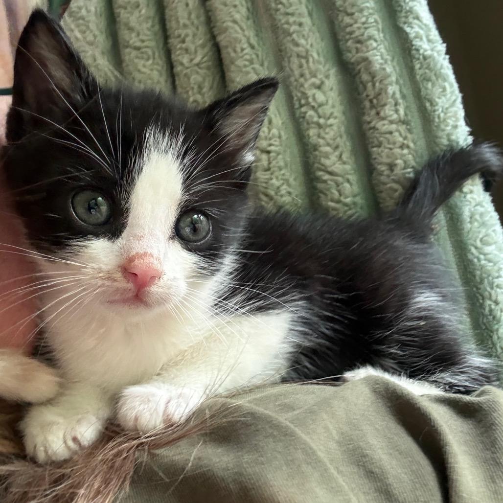 Maverick, Adoptable, Kitten Male Domestic Short Hair.