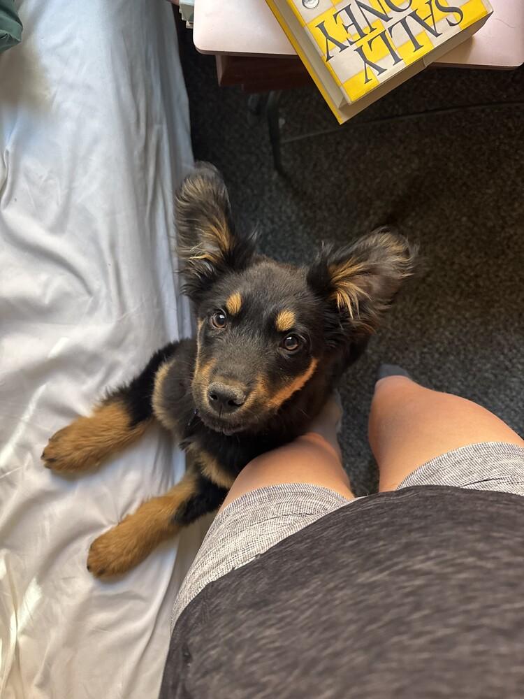 Teefers, a Adoptable mixed breed in Denver, CO image 1/5