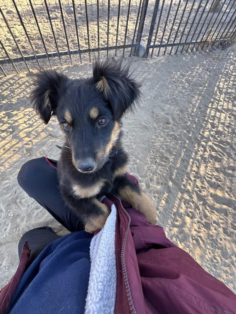 Teefers, a Adoptable mixed breed in Denver, CO image 2/5