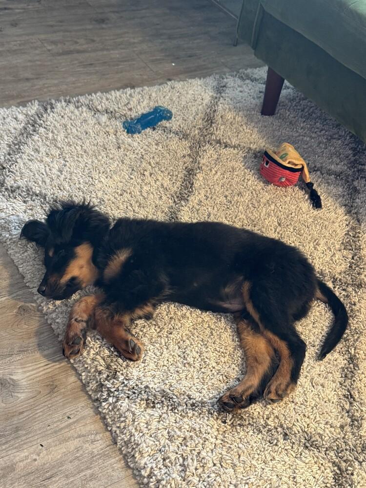 Teefers, a Adoptable mixed breed in Denver, CO image 4/5